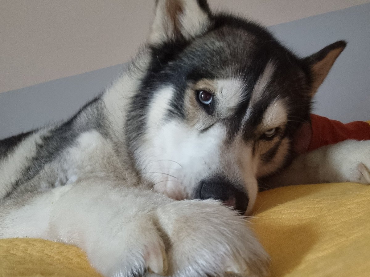 VicSehmi's tweet photo. #Hendrix #voodoomutt #myboy https://t.co/eDFfe3dRbY