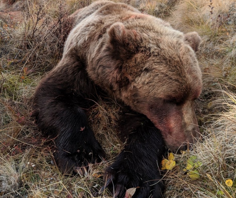 920-540-5038,-2024 Cancellation Brown Bear Hunt - spring All-inclusive, $18,750 
ak-bearhunting.com
conta.cc/3O1CTnP
conta.cc/3Ogjsbi