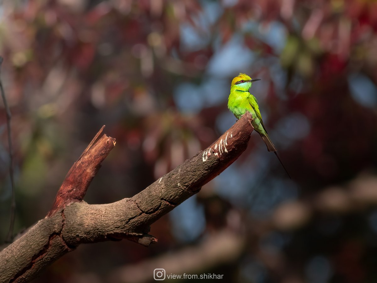 In search of prey: The watchful stance of a Green Bee-eater.

#ThePhotoHour #SonyAlpha #CreateWithSony #SonyAlphaIn #IndiAves #BirdsOfIndia #birdwatching