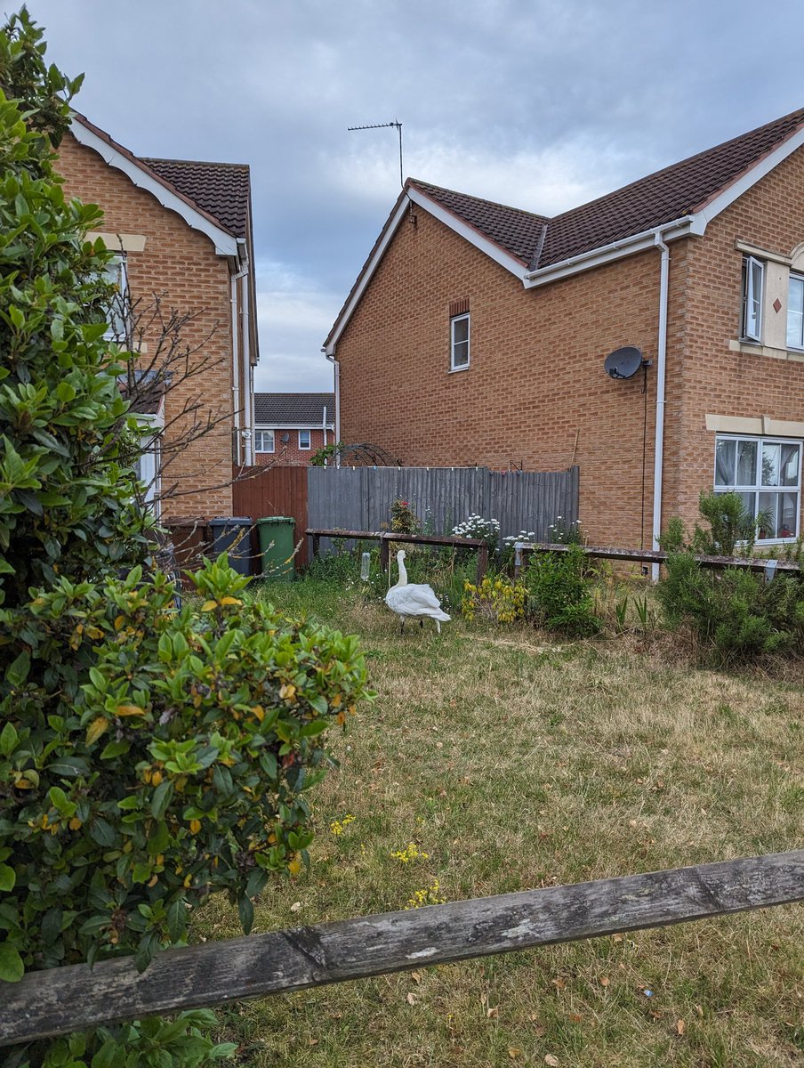 Came upon this guy that had clearly lost his way whilst I was litter picking. Persuaded him to get off the road and into a garden, although he was quite reluctant! Called the police and they got out the RSPCA to get him.