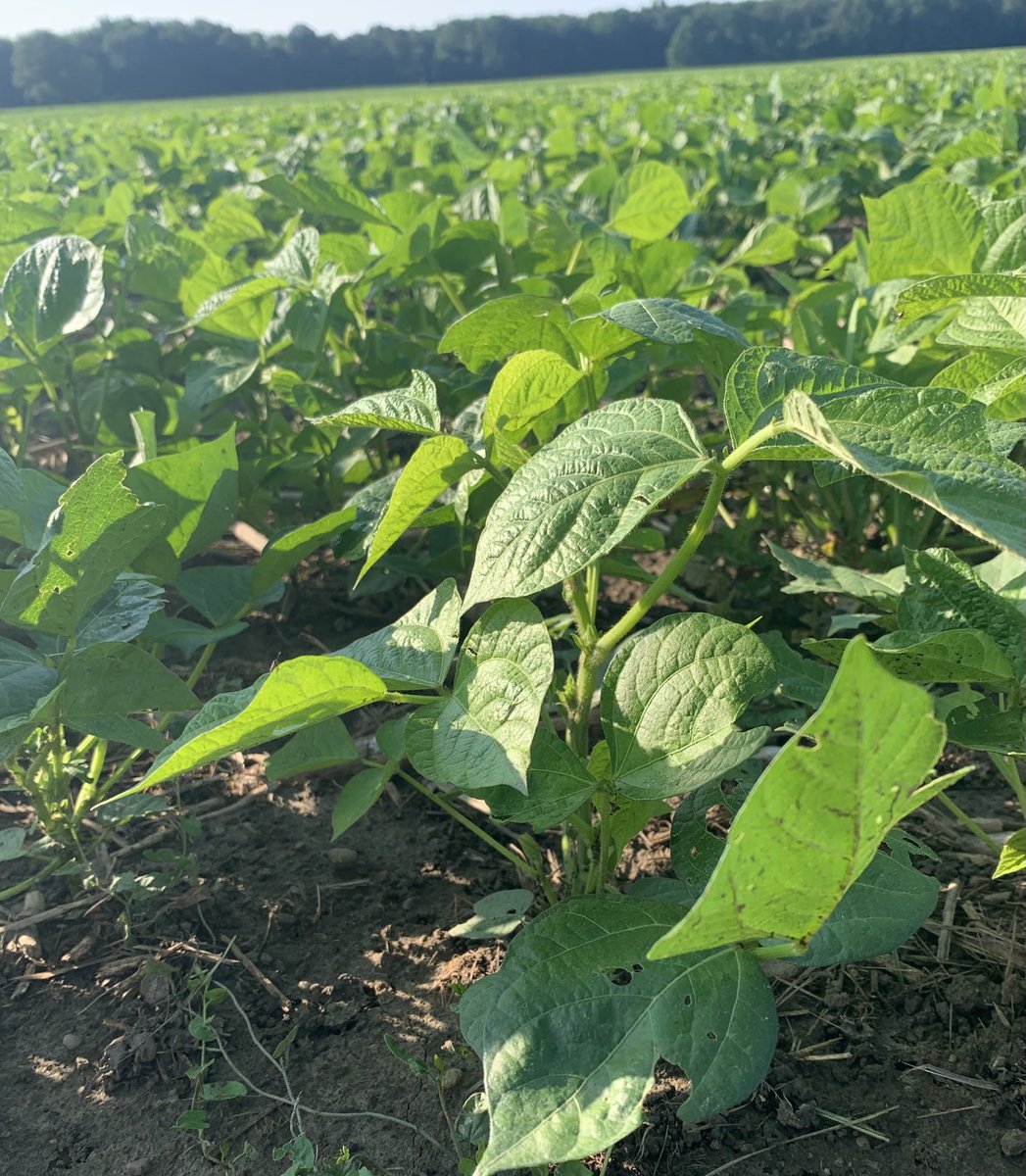 JimBarclay1's tweet photo. Won’t be long until fungicide timing for these #azukibeans. It will be a two pass kind of year around hear #grassisgreenmouldiskeen https://t.co/aTYTm0gH7s