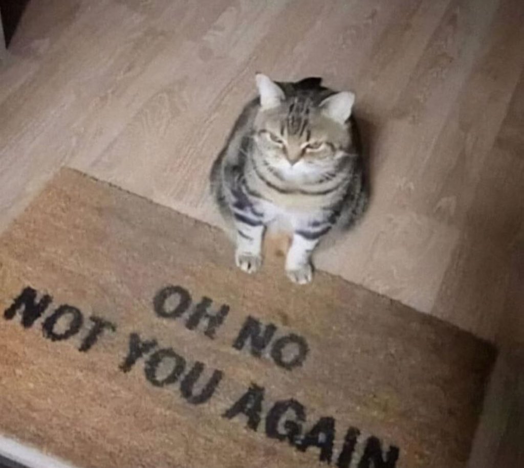 PostsOfCats's tweet photo. https://t.co/CVaWxfAFJK