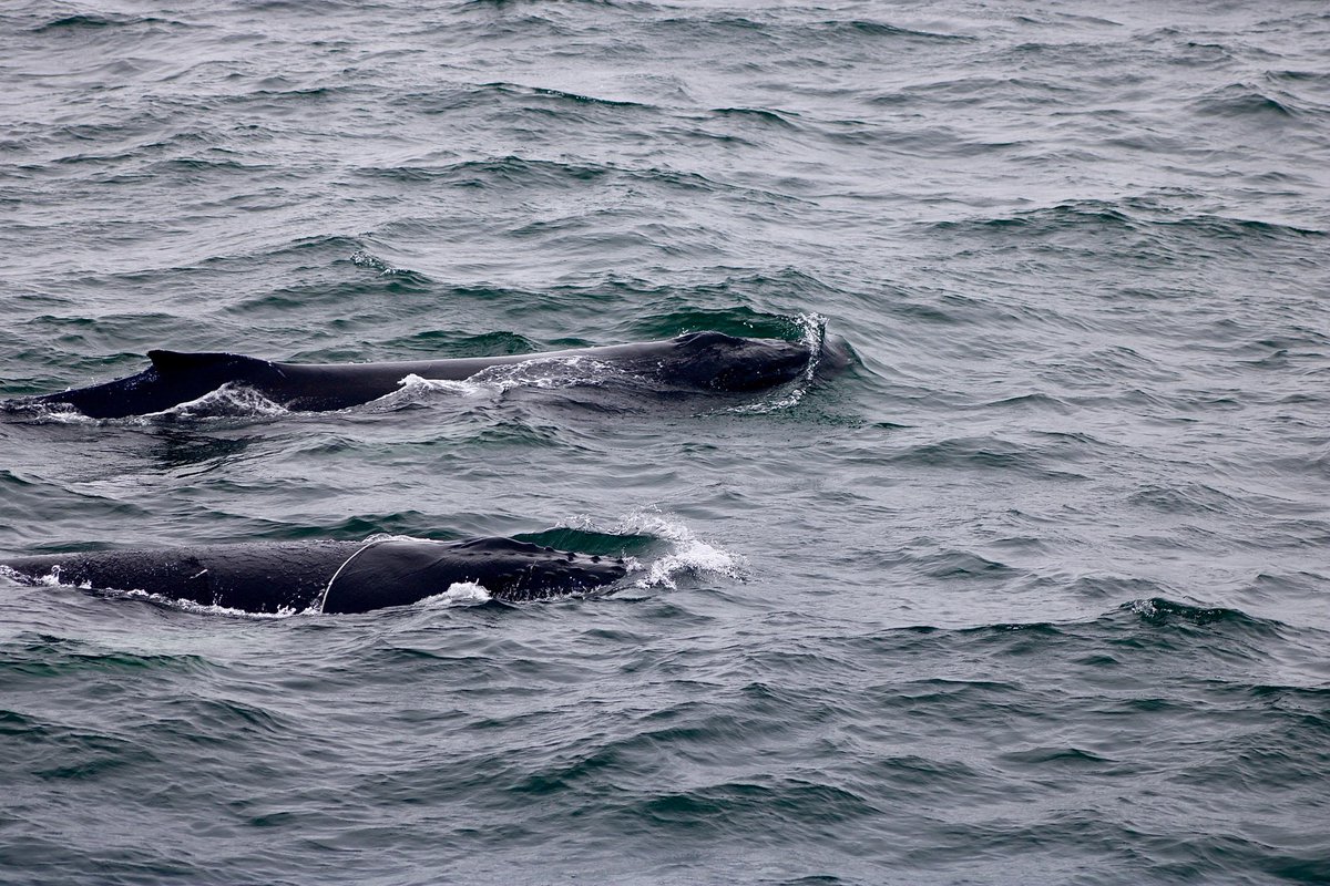 Great news to share! A whale watch boat out of Gloucester saw Ravine and her 2023 calf. It appears that the calf has shed the remaining lobster pot line and is now gear free!