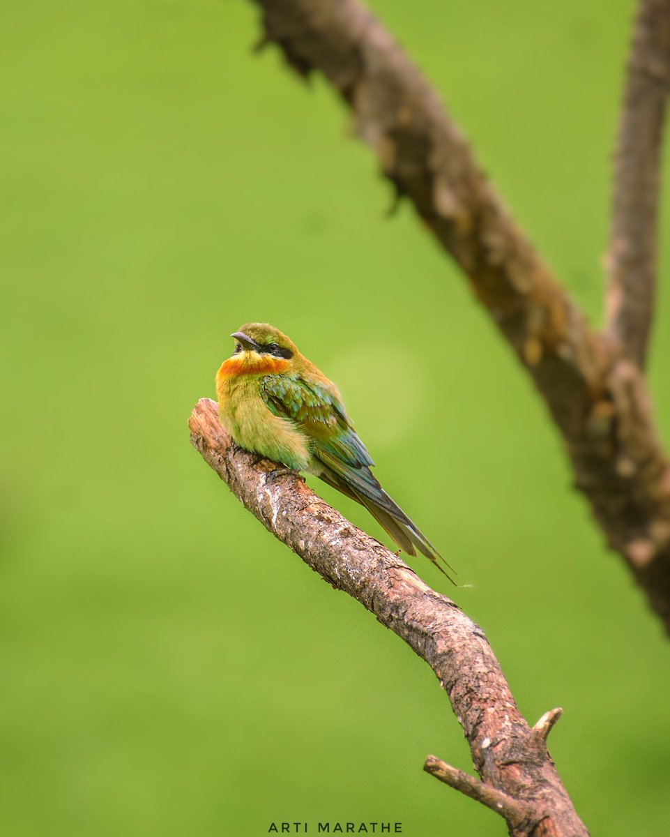 Arti Marathe tweet media