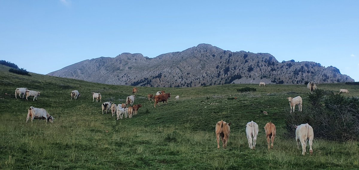 Primera subida del verano al Turbón.
Impresionante macizo con una altura de 2492 metros, con magníficas vistas de varios valles.
Se puede subir desde varios sitios.
Desde nuestra zona lo hacemos por La Muria y pasando por la Canal de San Adriá.