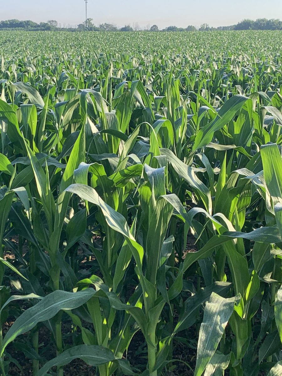 Time to start thinking about VT fungicide applications in the upcoming week or two ⁦<a href="/HDCAgronomy/">Hensall Co-op Agronomy</a>⁩