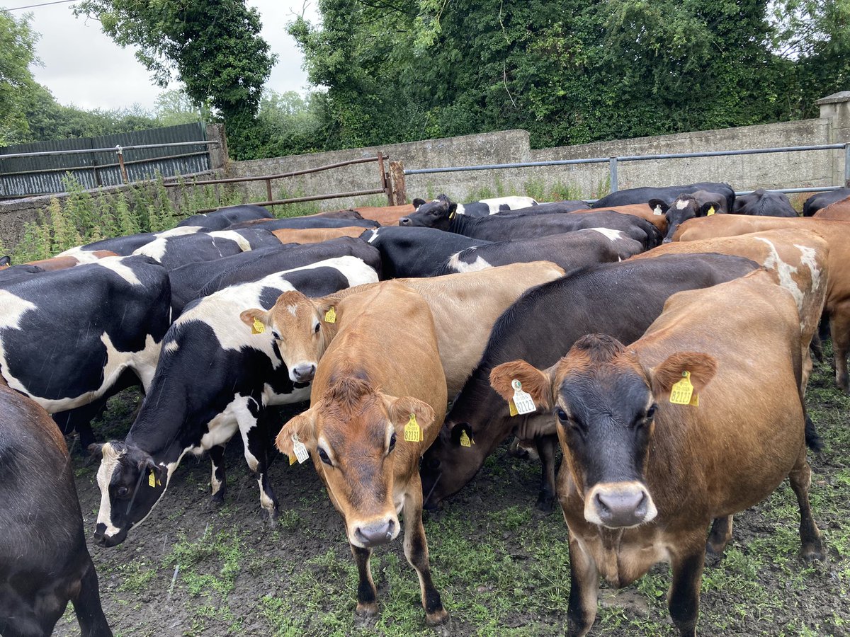 sprinkles785's tweet photo. Collars off 💪🏻…🤞🏻🤞🏻🤞🏻most are incalf 🫣😬..#OAD #bredforthis https://t.co/8ahUnm59qU