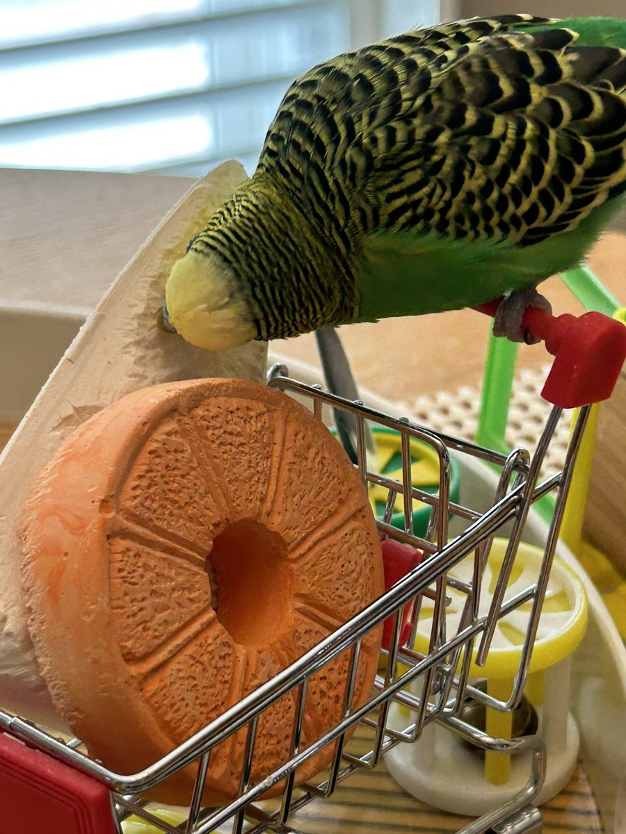 Early morning shopping with my gift from my brofur <a href="/FartyCheddarCat/">Cheddar</a>