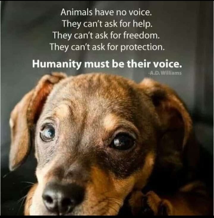 geetami13543774's tweet photo. #SayNoToDogPounds https://t.co/ekxXouSBGR