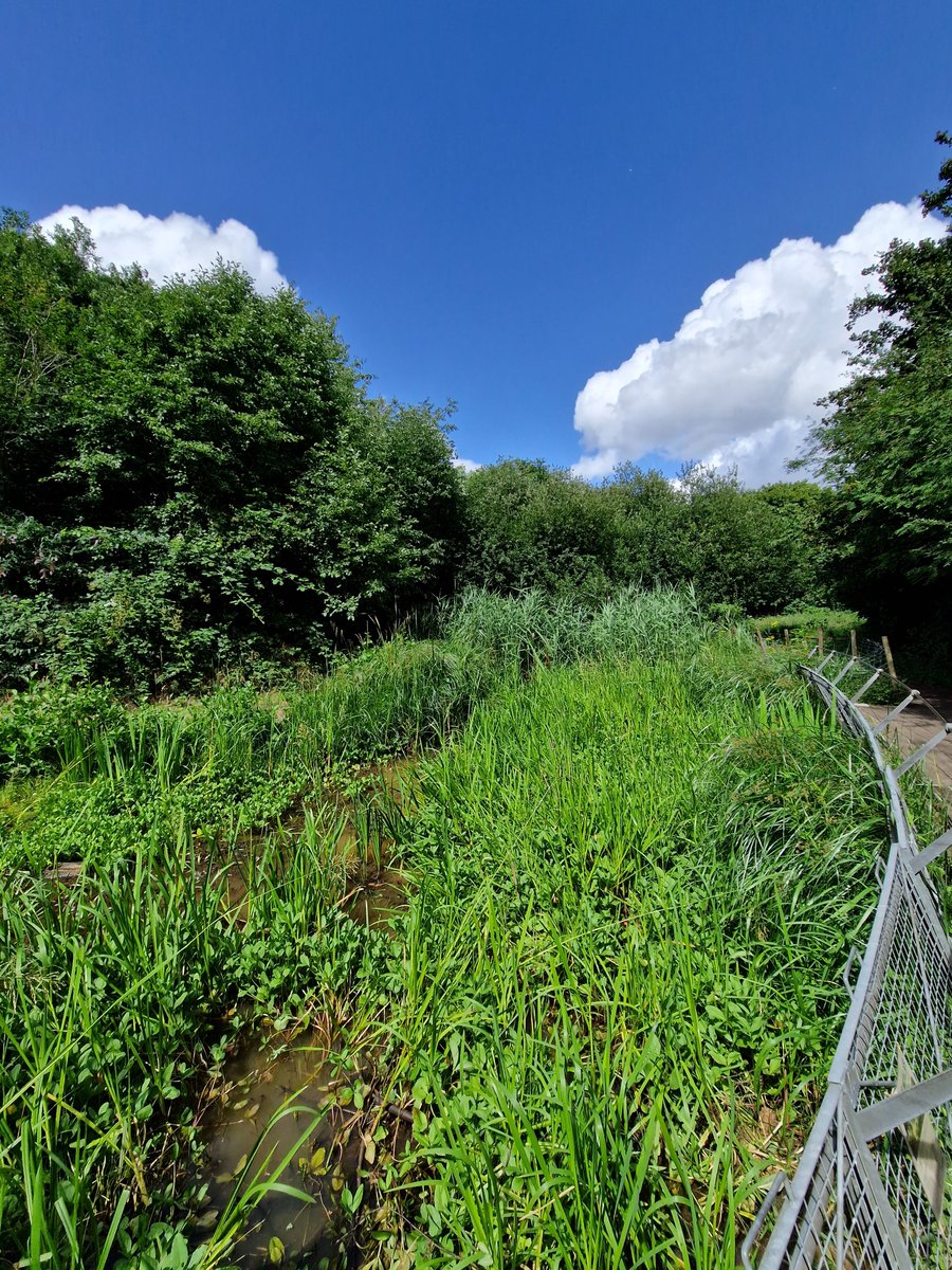 Truly blessed to have Gilespie park on my doorstep, a little slice of peace &amp; nature in central London 😌🏞️