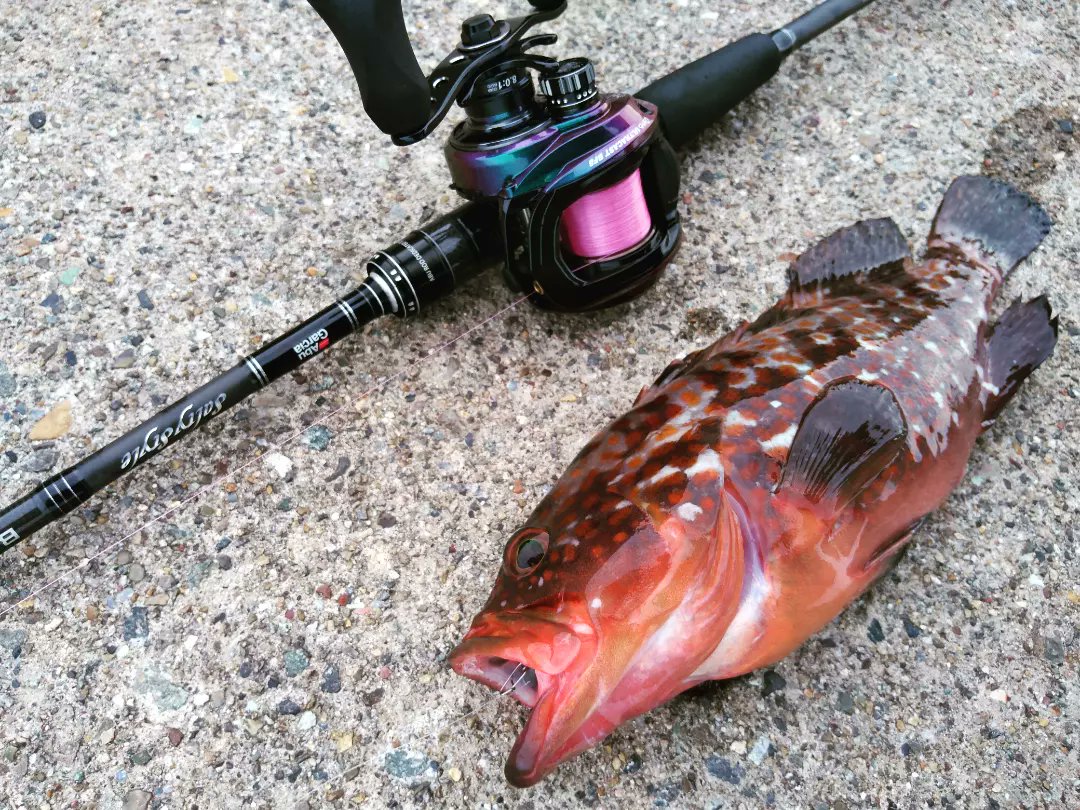 FishingerLight1's tweet photo. 夕マヅメ狙い通り釣れたので嬉しいですね
久々にBF楽しめました~
#キジハタ
#アコウ
#ロックフイッシュ
#ライトゲームフィッシング
#釣り
#釣り好きな人と繋がりたい
#アブガルシア
#saltystyle
#ウルトラキャスト
#ドリームアップ
#DD8
#モサヘッド
#fishinglife
#知多半島
#知多ロック https://t.co/cTUYuN6VX4