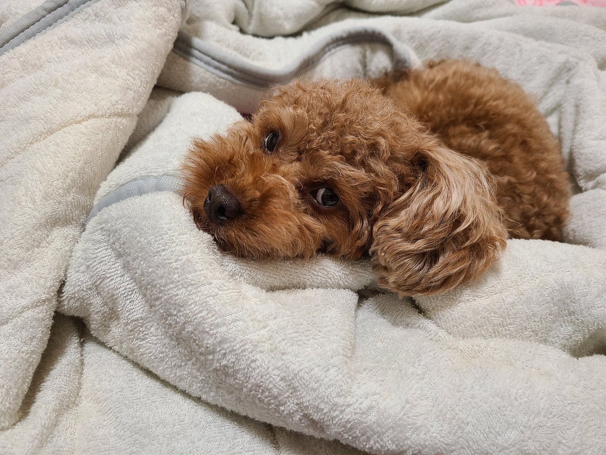 皆さんおやすみなさい🌃✨

#トイプードル #犬好き #犬のいる生活 #犬好きさんと繋がりたい