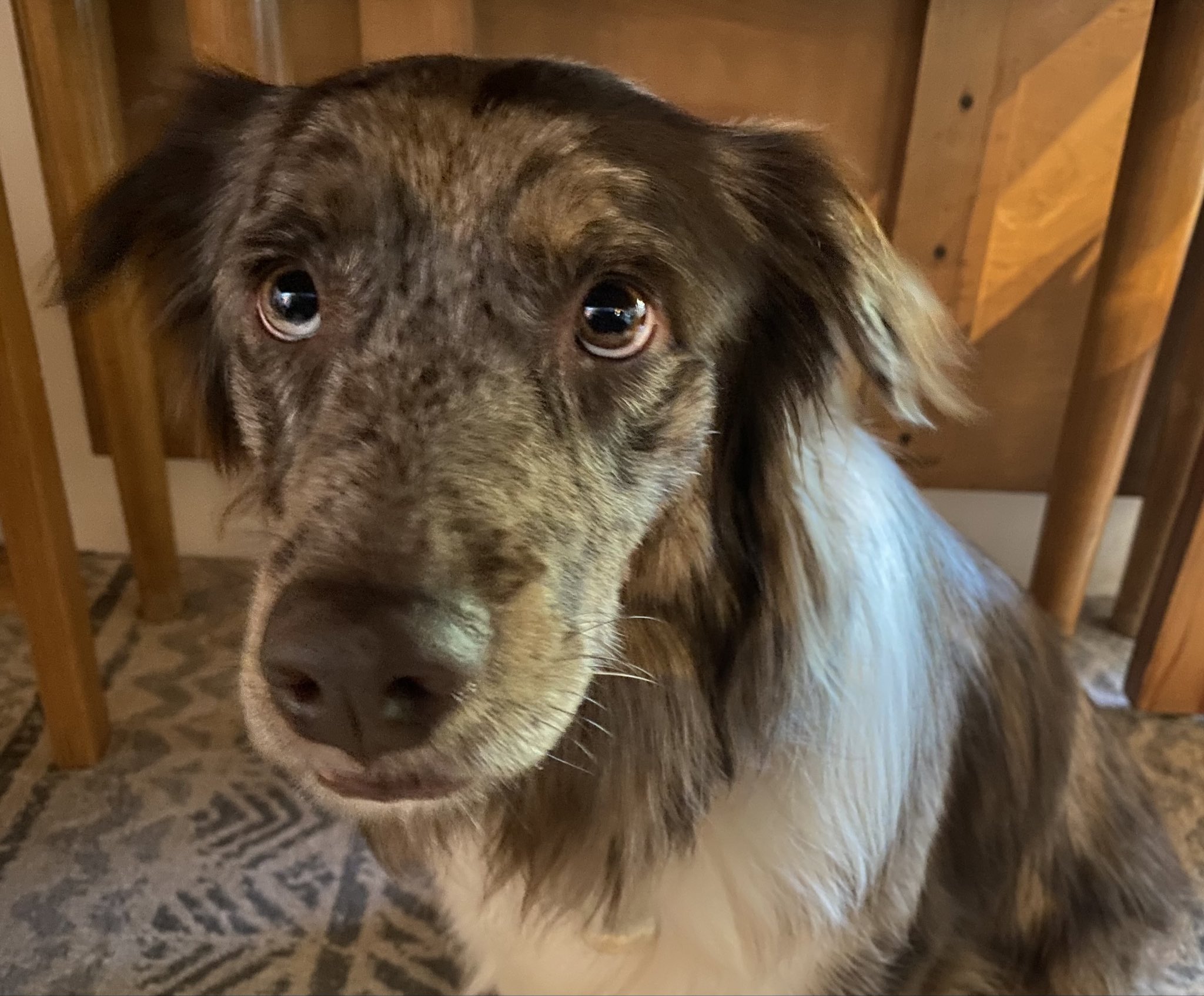 Greyhound hotsell aussie mix
