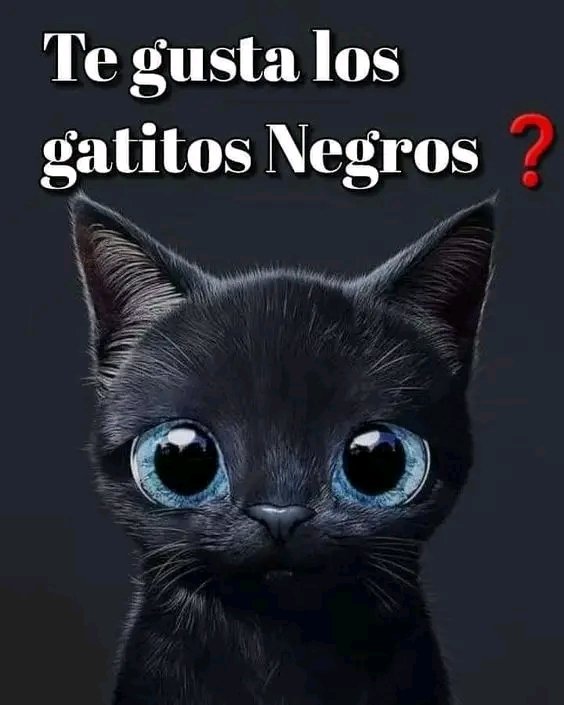 Tio Felino (Leo) tweet media