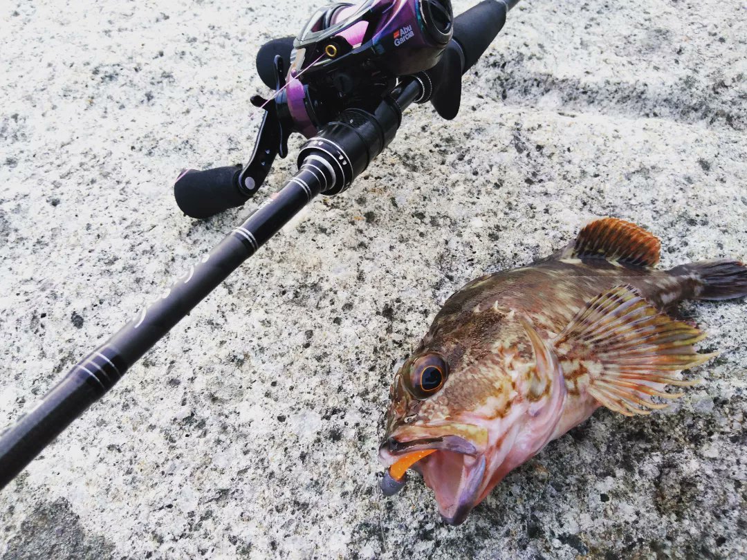 FishingerLight1's tweet photo. 今回はカサゴの方が活性高くてよく当たるしそこそこまぁ型もこれぐらいなら良しです
#カサゴ
#ロックフイッシュ
#ライトゲームフィッシング
#釣り
#釣り好きな人と繋がりたい
#アブガルシア
#saltystyle
#ウルトラキャスト
#ドリームアップ
#DD8
#モサヘッド
#fishinglife
#知多半島
#知多ロック https://t.co/RSMePSptN7