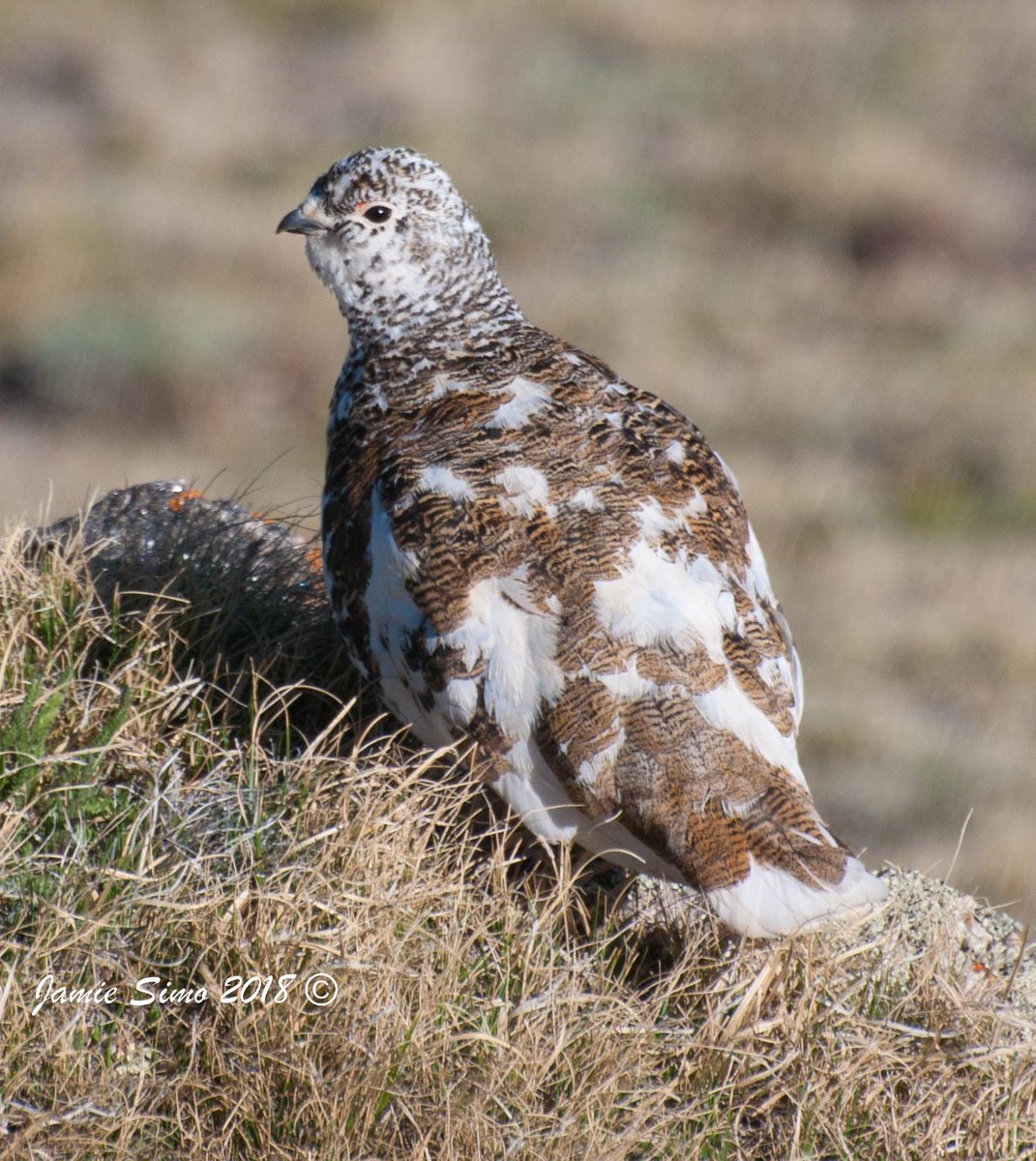 frontrangebird's tweet image. Introducing Kowa's New 66mm Fluorite Scope! - mailchi.mp/frontrangebird…