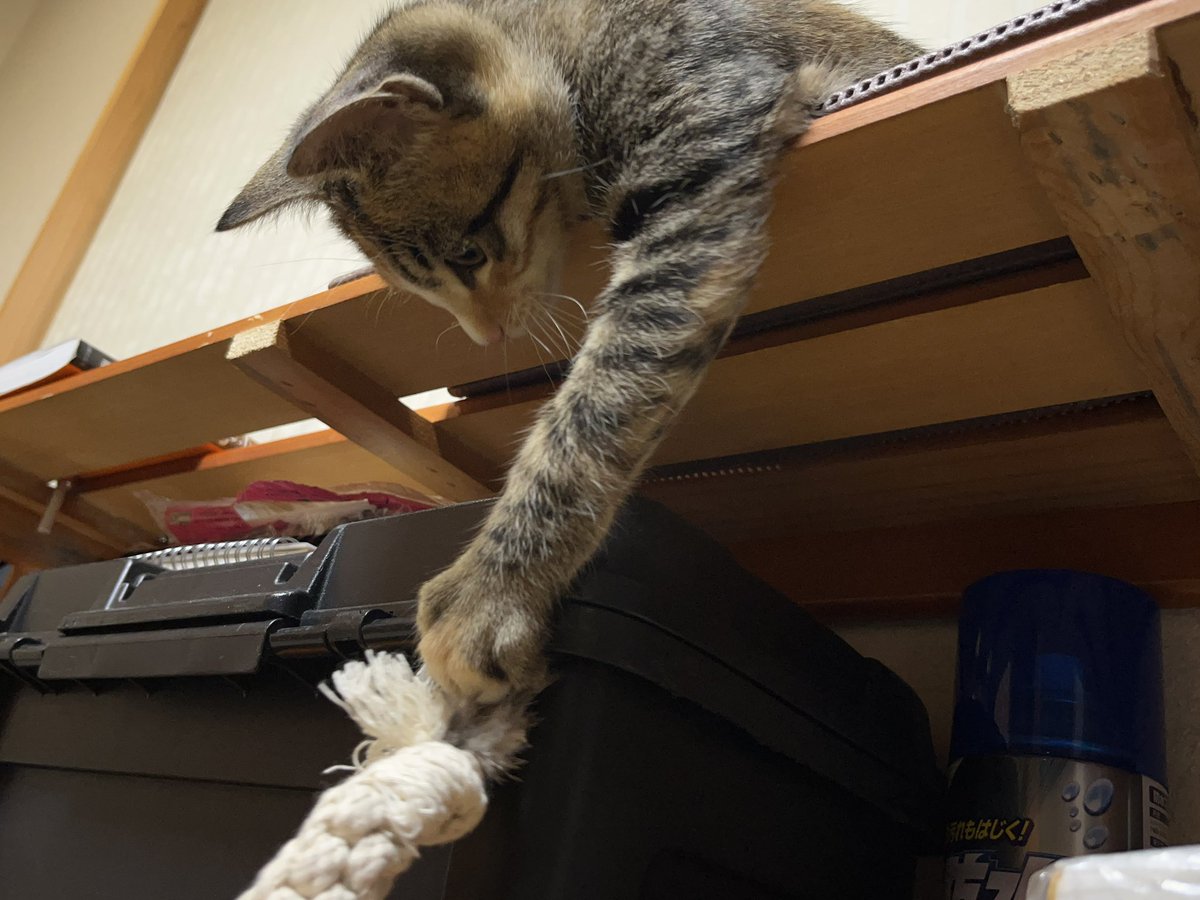 rnn1222's tweet photo. 子猫ちゃんの💩から回虫がでてきたのですが、治るものなのでしょうか💦💦 https://t.co/0uHGWMfr4H