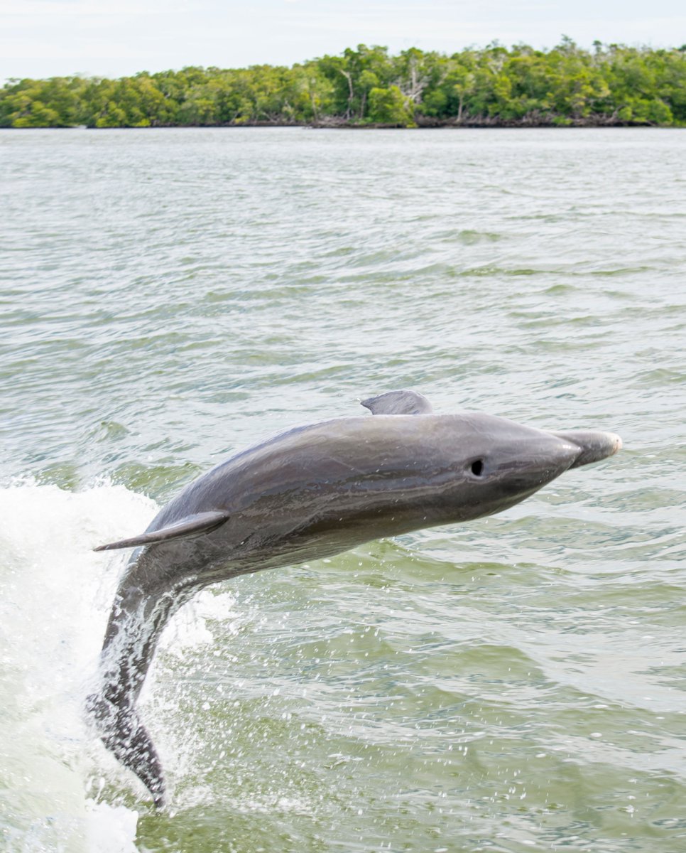 This dolphin is headed straight to us here at Everglades City!!! Are you??🐬