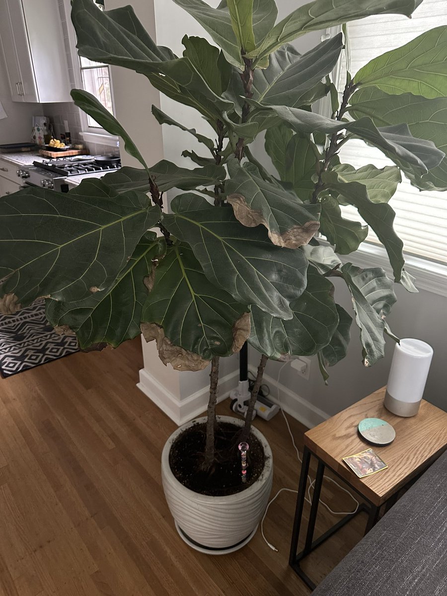 Kyle Lacy tweet media