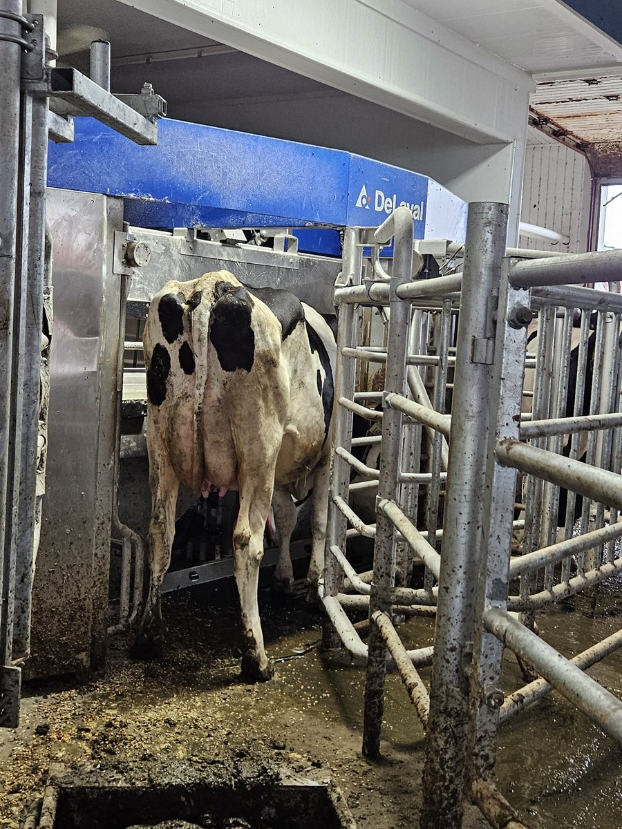 RDykxhoorn's tweet image. I like that she's motivated but it works alone better when the head is by the feed bucket #ontag #cowproblems