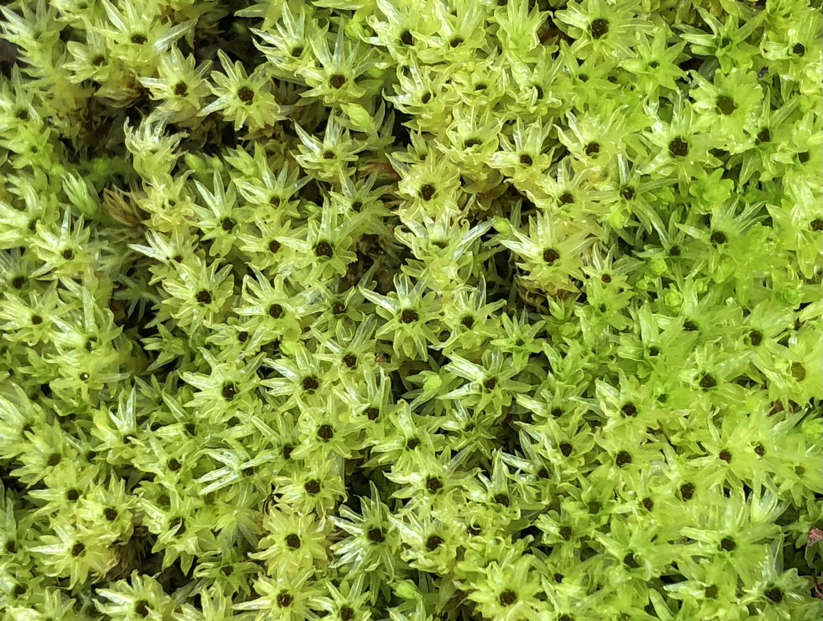 MIVernalPools's tweet photo. Sphagnum is a genus of over 300 species of mosses. These mosses can constitute a large portion of the vegetation around some vernal pools. They can store substantial water, allowing them to thrive in wetlands. Sphagnum mosses are spread by dispersed spores. #VernalPoolsPlants https://t.co/1tKwOv6umW