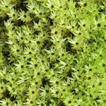 Photo by MIVernalPools (@MIVernalPools)