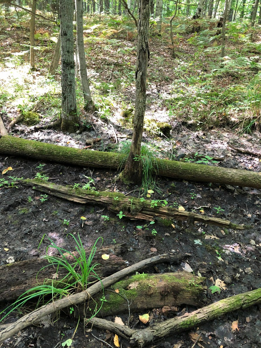 MIVernalPools's tweet photo. An important part of your third vernal pool visit is recording data about the pool when it is dry. The dry phase is when you identify the soil type. We recommend using a Soil Texture By Feel Flow Chart to guide you. https://t.co/hNbkjb2E09 https://t.co/3BzL2T4XpL