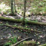 Photo by MIVernalPools (@MIVernalPools)