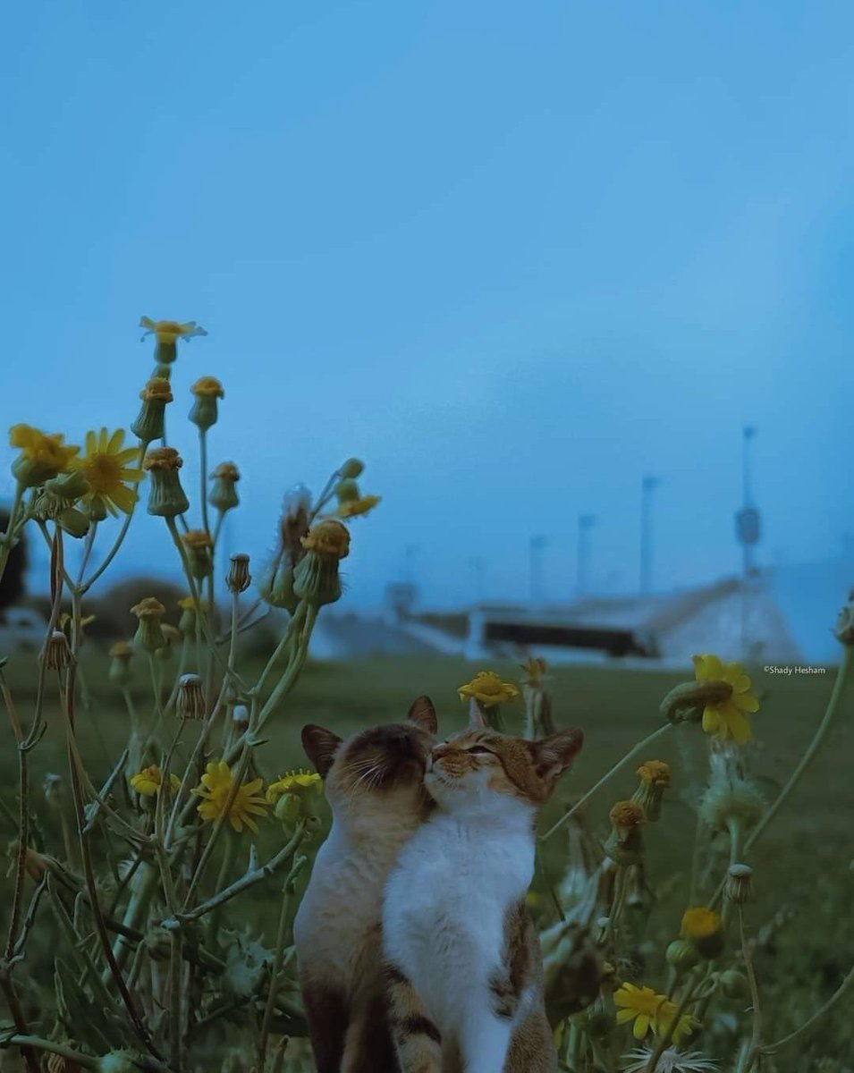 Why you should have a cat (@shouldhavecat) on Twitter photo 