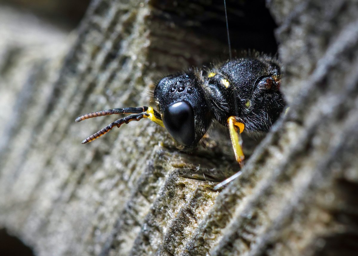 Ed_P_Wildlife's tweet photo. One of several little wasps leaving the bee-hotel after the recent downpours moved away. I think this is one of the Ectemnius species and the shape of the antennae suggest a male? #WaspLove #ProbablyWrong https://t.co/4vLuaxZxAF