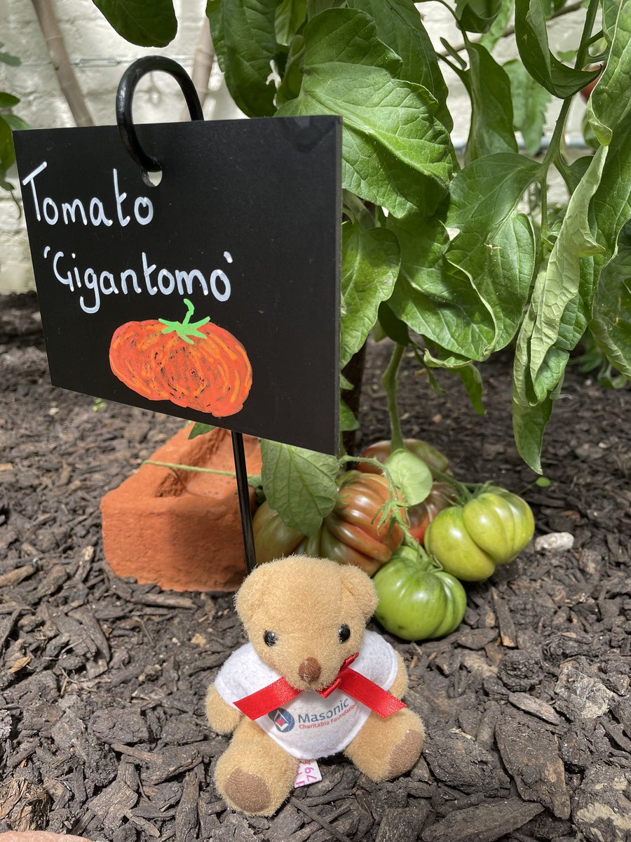 Mason has been finding small Teddy sized tomatoes. And there is a line of chillies in heat order. RHS Bridgewater. https://t.co/ZIghhYl6bx