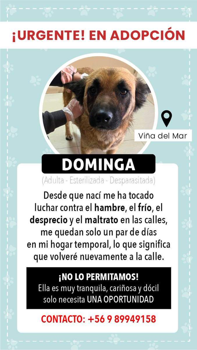 pgallardob21's tweet photo. Una oportunidad para Dominga🙏🏻🫶🏻
Viña del Mar 
@Salvandohuella6 @fund_quiltro @BlanquitaMontt @radio_festival @AlertaNoticiasV @alerta_forestal https://t.co/fEGcTNDWFq