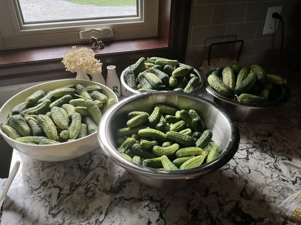 LarryMillerMP's tweet photo. If everything goes according to plan these will all be in the jars 🫙 by the end of the day 🤞#garlicdill https://t.co/ltQjDDdzPs