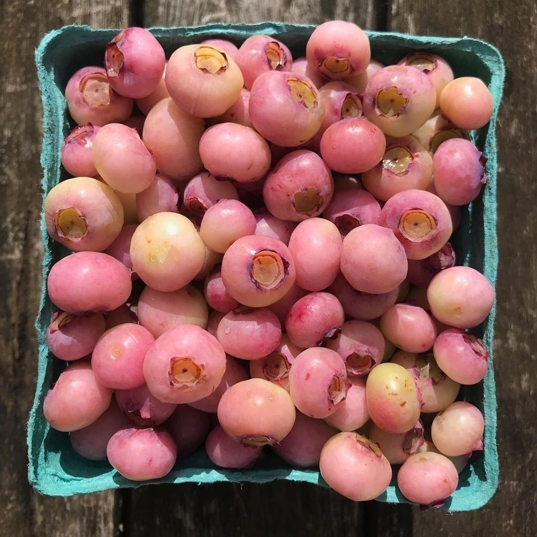 If you're a pink lemonade fan, wait until you hear about "pink lemonade" blueberries, that never turn blue!
⁠
⁠With a far higher sugar content and an unmistakable lemony flavor, it's clear how they got their name! Would you try these?