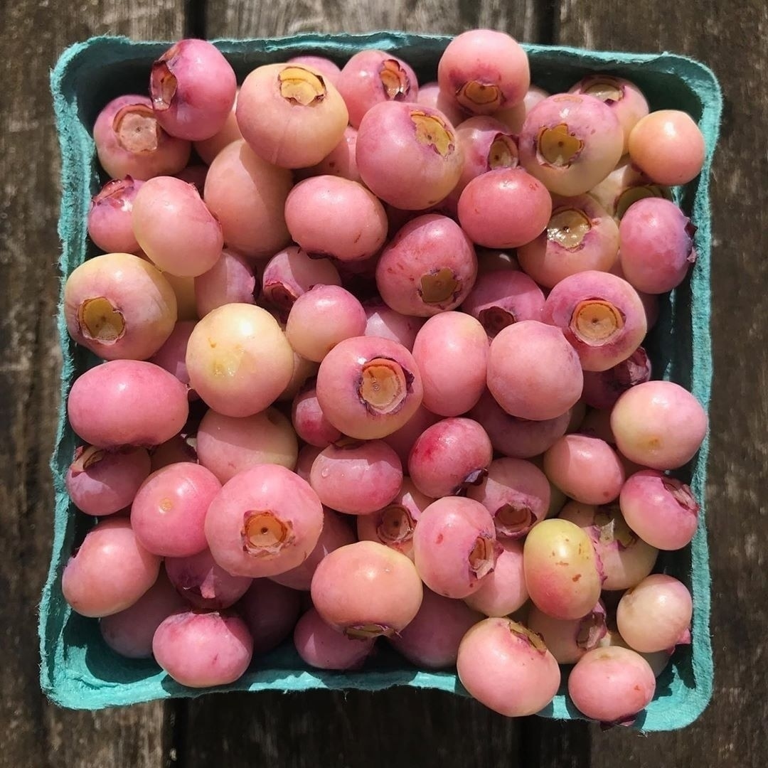 If you're a pink lemonade fan, wait until you hear about 'pink lemonade' blueberries, that never turn blue! ⁠ ⁠With a far higher sugar content and an unmistakable lemony flavor, it's clear how they got their name! Would you try these?