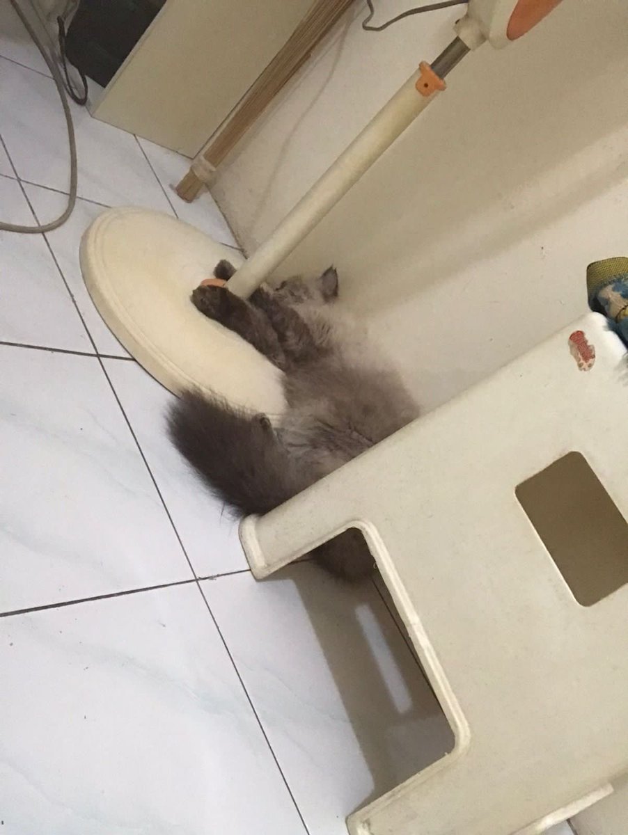 dlwlrmachoco's tweet photo. @kochengfs https://t.co/KYOO5f6uS2