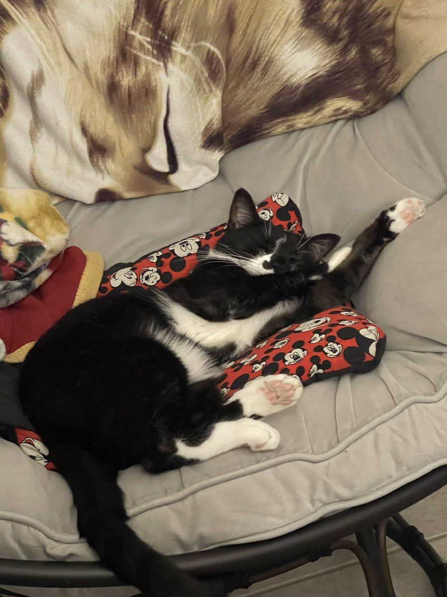 boujeenami's tweet photo. my cats full name is john flaming loaf #getwitit #johnforpresident2024 #mycatisbetterthanyours #mrhandsome https://t.co/s8CfC0dKDp