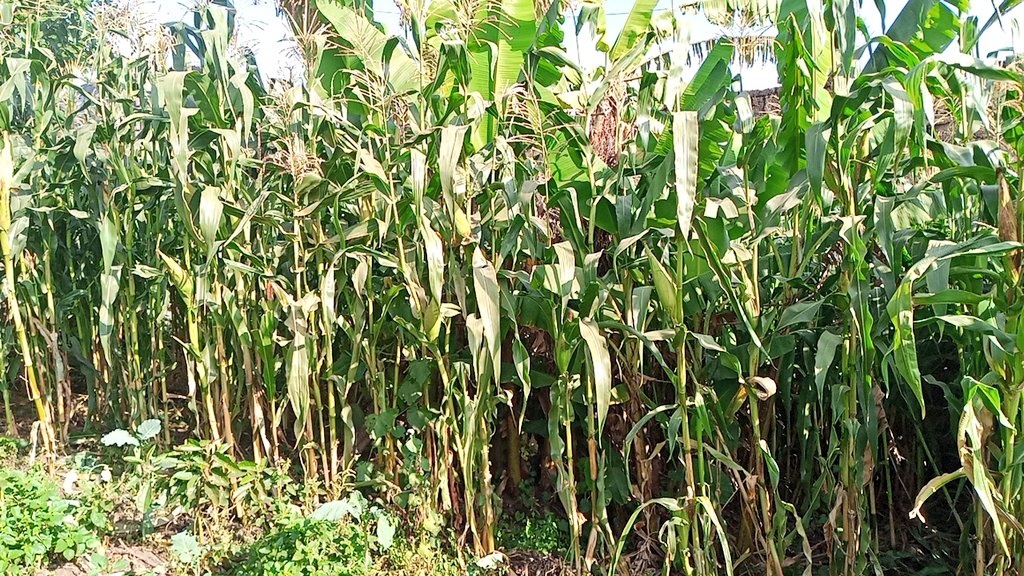 callmejassor's tweet photo. Me and #GreenMaize 🤝
A little late to the challenge but #OwnFarmChallenge
#Organicfarming #Urbanfarming #SeedSaving #SeedSovereignity #ZeroHunger #SDG2 https://t.co/7JogO2HiXm