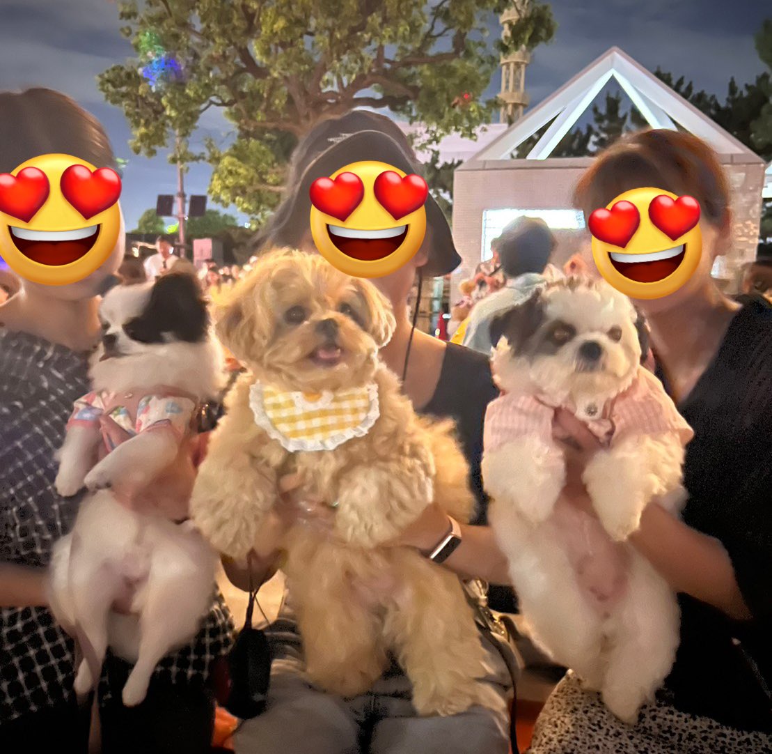 ganmo926_'s tweet photo. そしてポポちゃんとは初めましてでした🥹
風のような軽さのふわふわ可愛かった🥰 https://t.co/kHbbEQrbtK