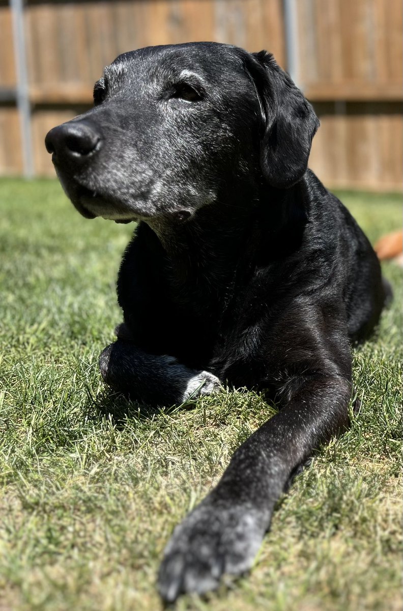 duncinkw's tweet photo. @Dalbodog My older pup looks like they could be family!!! https://t.co/Prt011RgSV