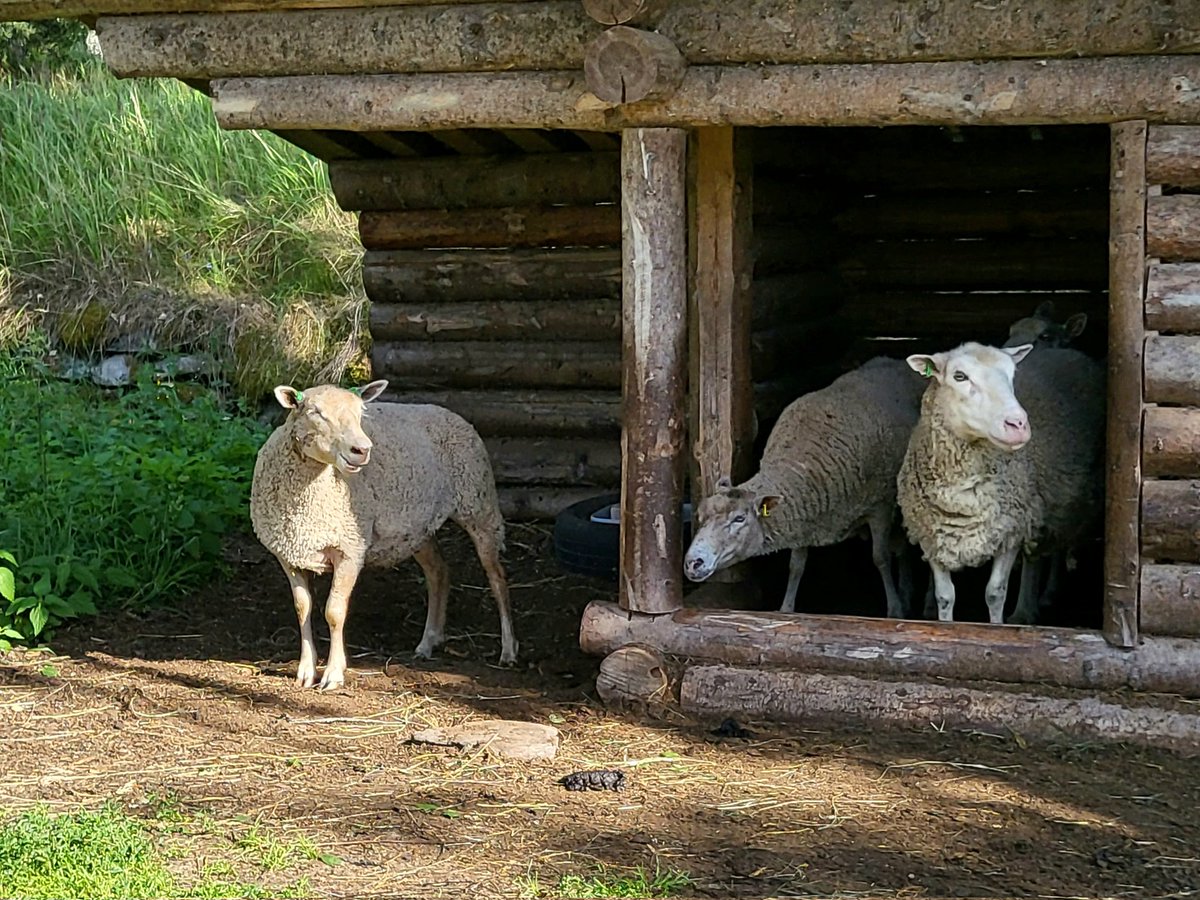 ananingz's tweet photo. look who i saw today 🐑 https://t.co/NGV3siAu1S