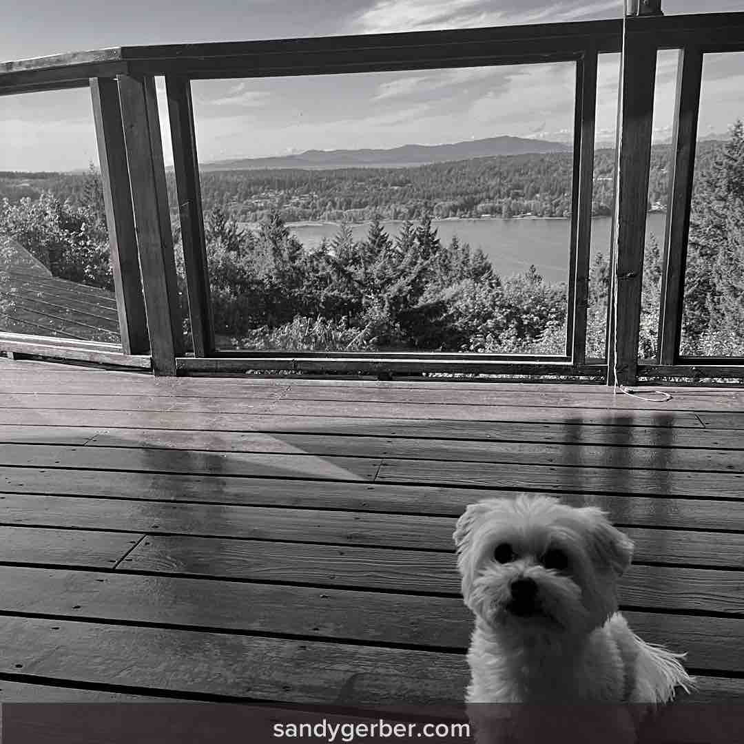 SandyGerber's tweet photo. We are settled and in awe of our new home, “Heron’s Nest”. #gratitude #VancouverIsland #view #love https://t.co/rDfGtosmdm