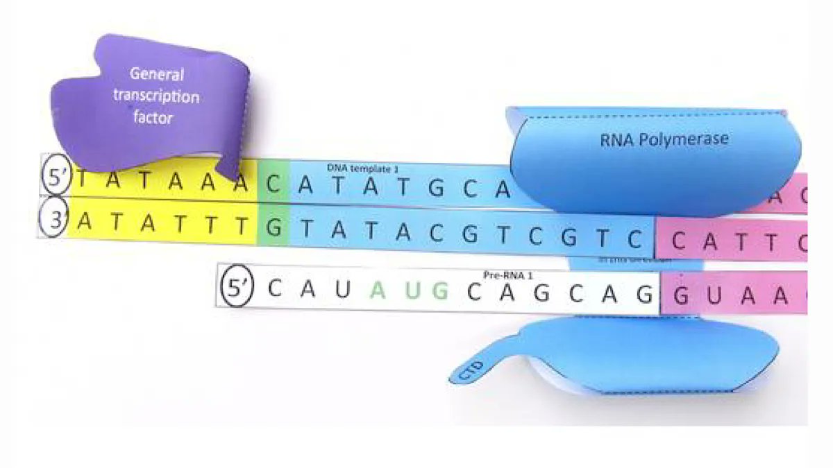 OrigamiCells's tweet photo. Teach transcription in an interactive way with our paper model! Cutting out the pieces helps students learn what molecules are involved & how they fit together. https://t.co/O6DXSeKN01
#transcription #DNA #RNA #genetechnology #iteachbio #biologyteachers https://t.co/IyecH8y478