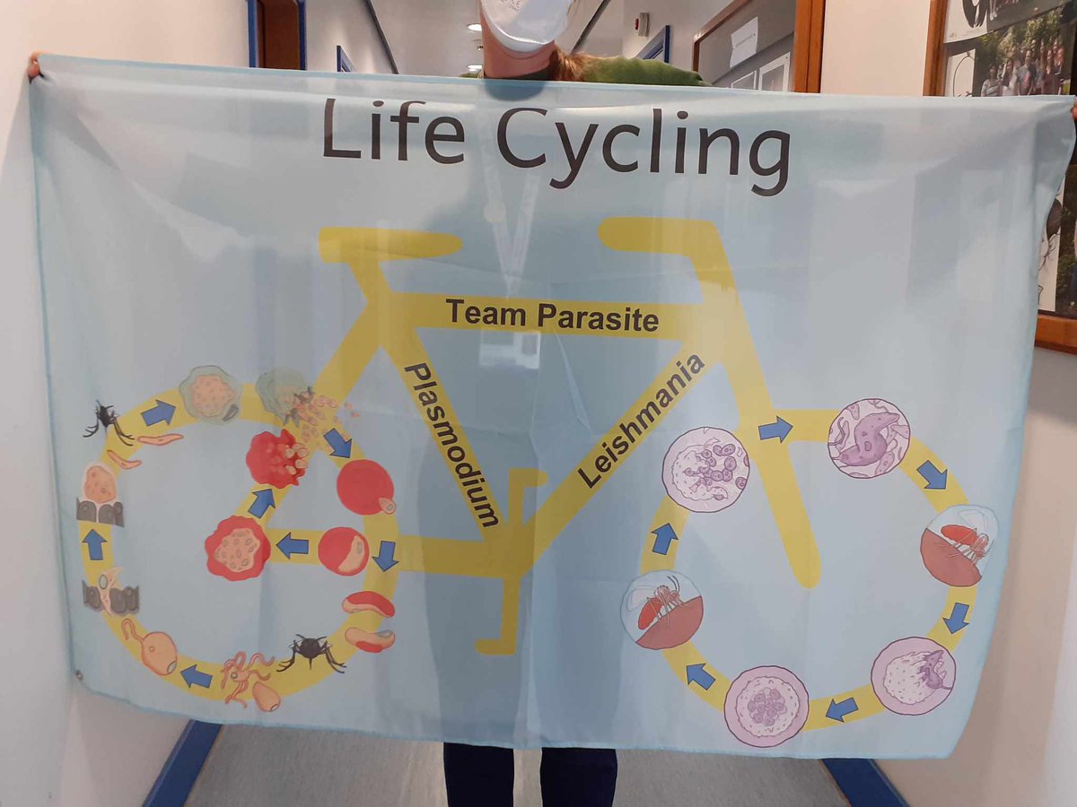 lvcarruthers's tweet photo. @Nicolas3474 @SoldatiLabToxo If you are about at all on Stage 17, I challenge you to get a photo with our #TeamParasite life cycling flag. Or create your own with #Toxoplasma. https://t.co/Vf9CXCvdtm