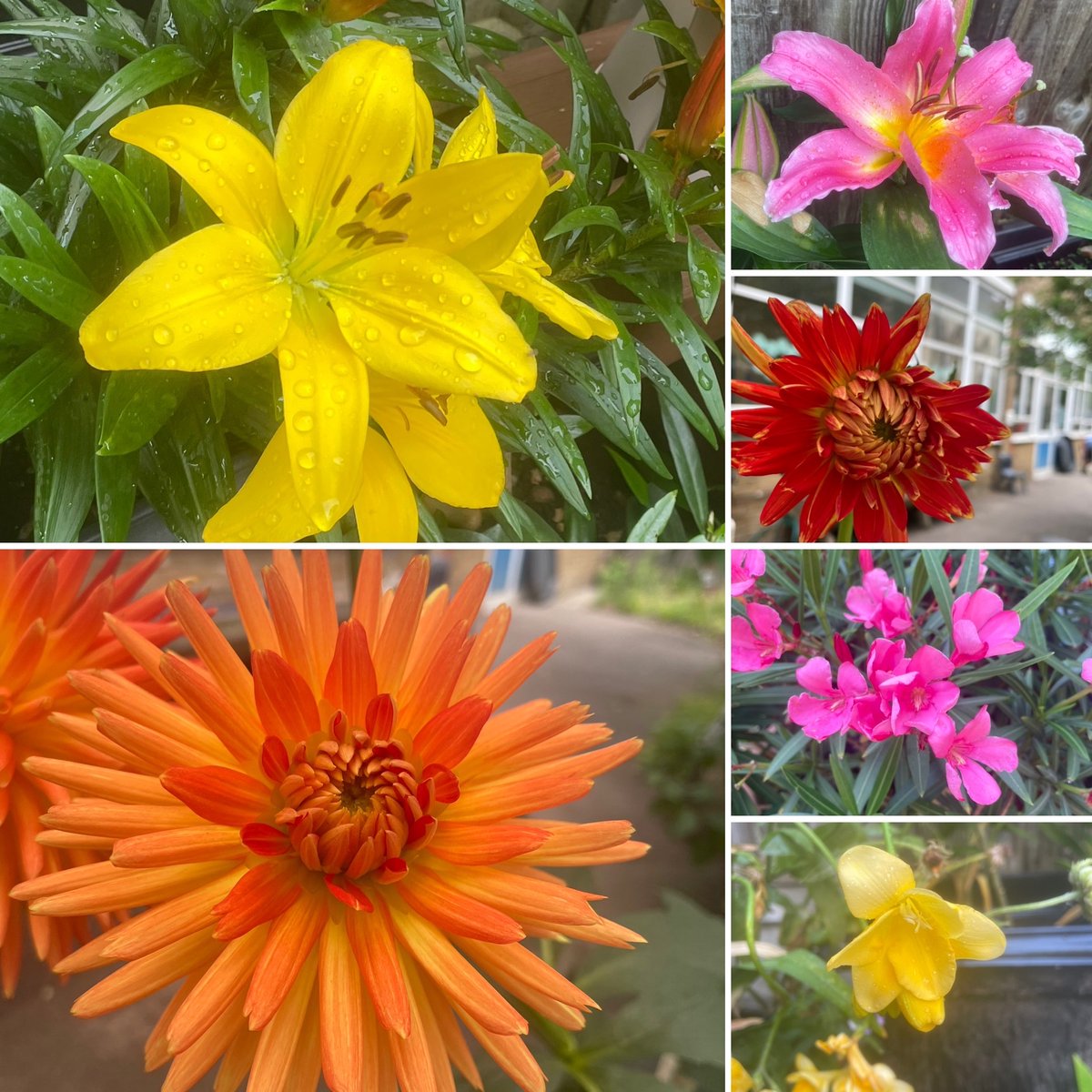 #GardeningTwitter This is first time posting with this hashtag. 😊Here is a selection of the flowers the children from my little gardening club have helped grow! #SixOnSaturday
#Gardening #Flowers #GardeningTwitter
#DollysCottageGarden