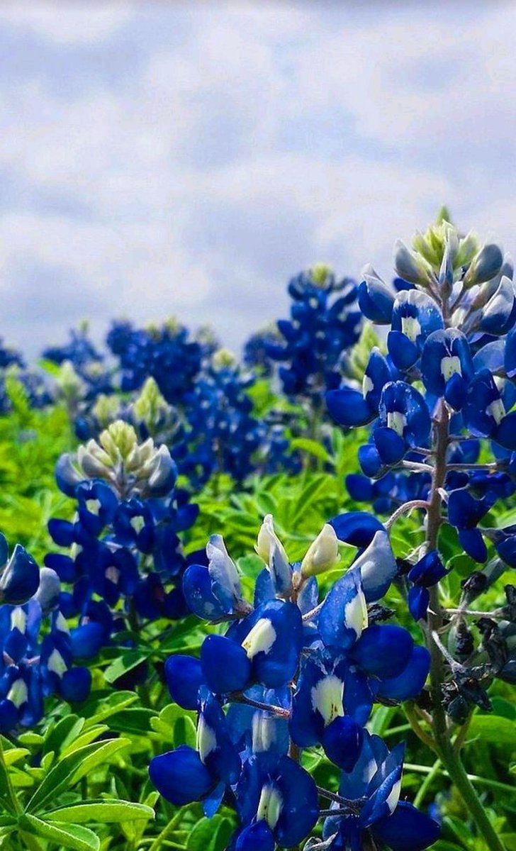 Andedo17's tweet photo. Blue Bonnet Flower๐ https://t.co/lnaoK8yZcD