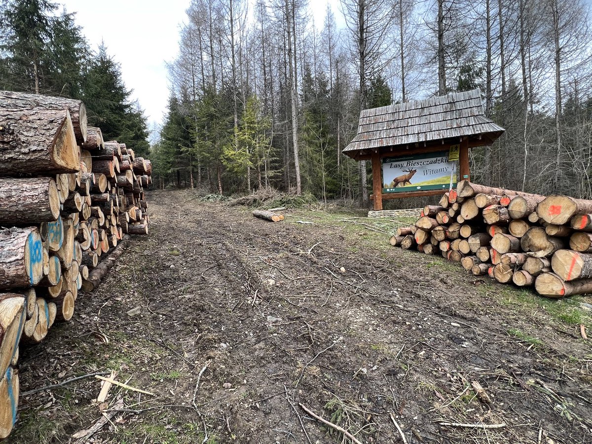 Za czasów PiS wywieziono 10 mln m3 drewna do Chin❗️ To 333 tys. 40 tonowych ciężarówek! Podaj dalej❗️