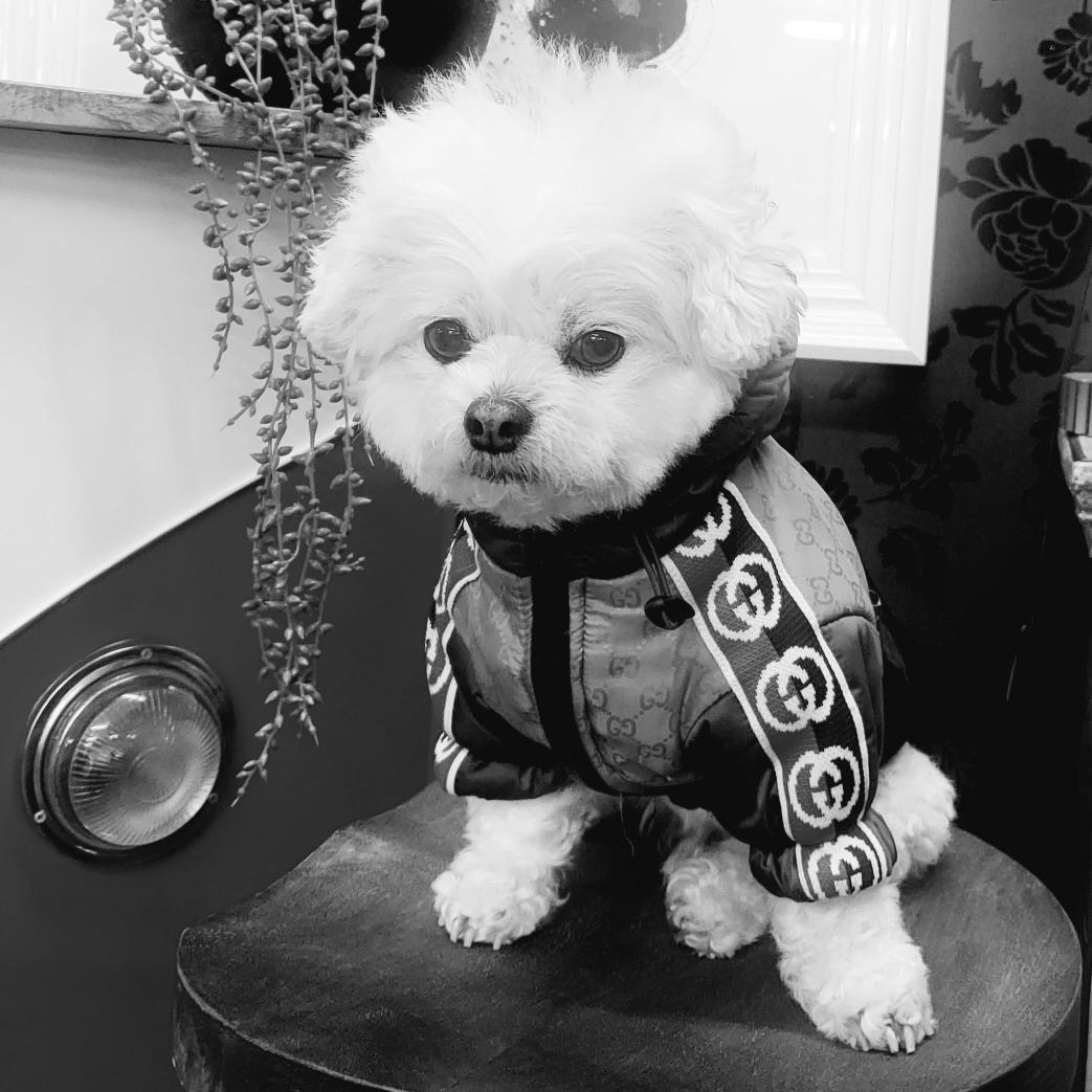 DrippyPetShop's tweet photo. Happy Saturday ya'll! https://t.co/g2TaAHI6YO