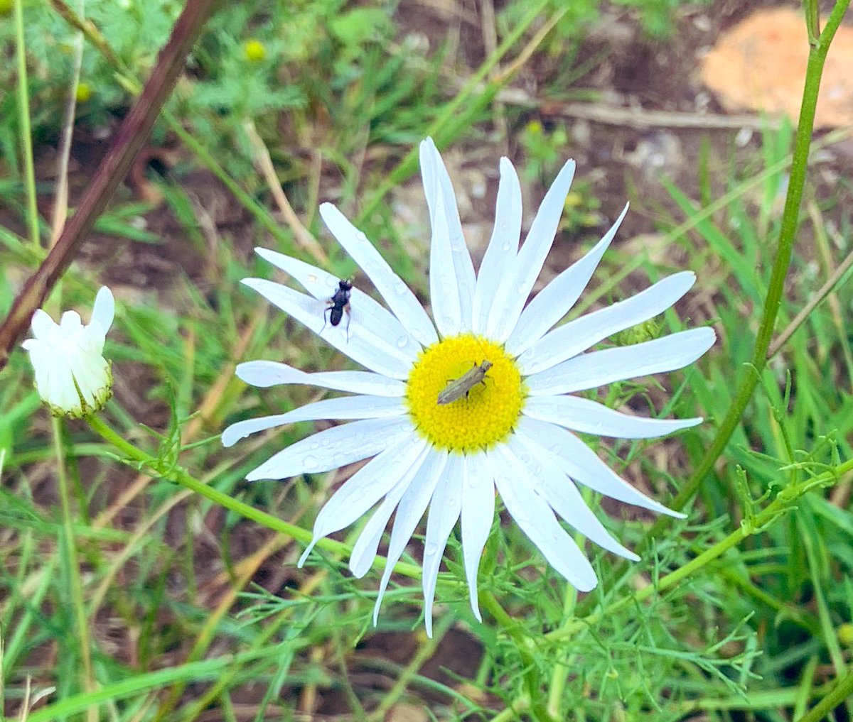 SkylarkArtist's tweet photo. Wildflower…
Scentless False Mayweed
#wildflower #mayweed
🌼 https://t.co/0wmxOSdiWA