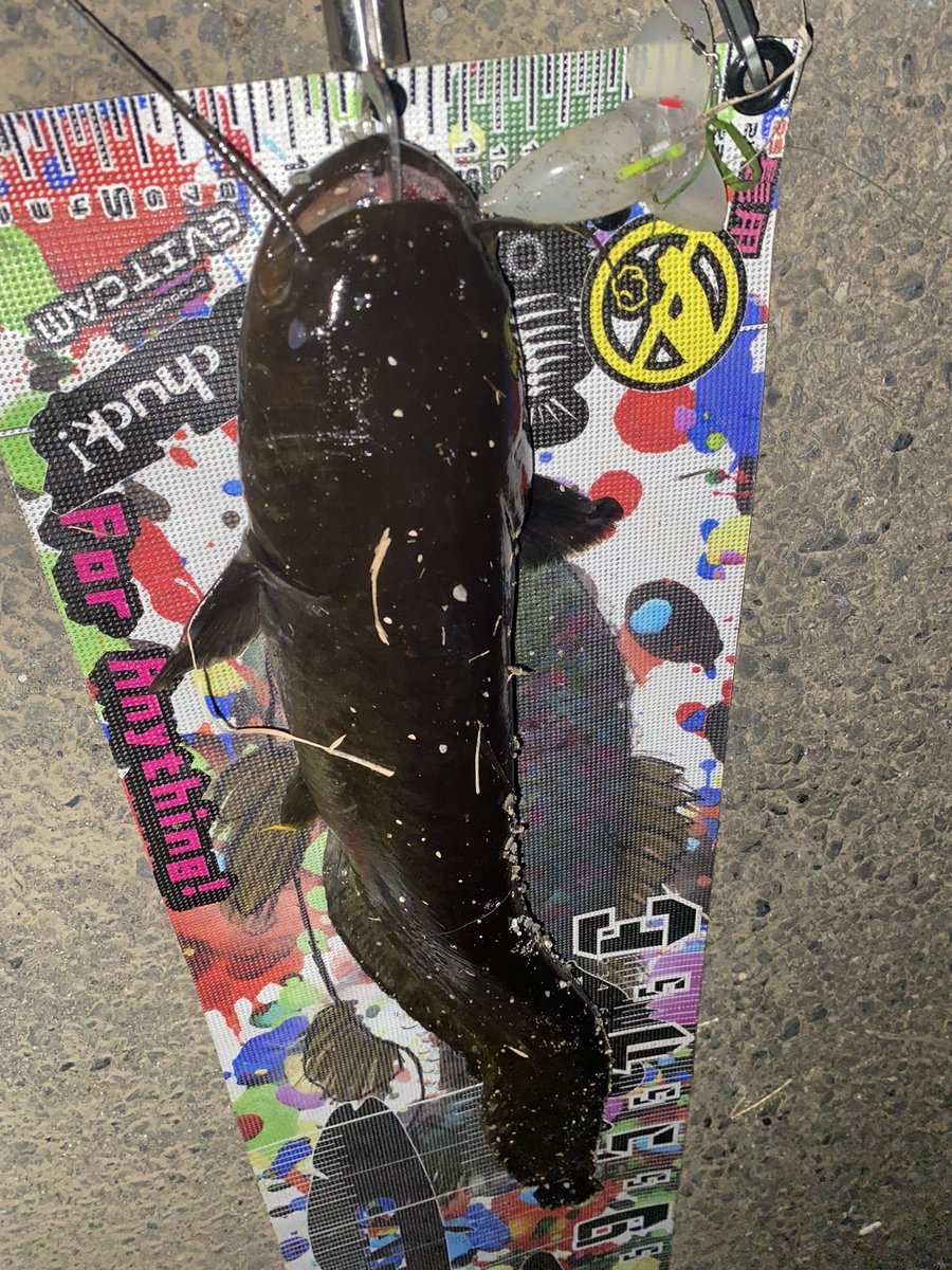 mebakichi1230's tweet photo. 1釣行で何本も釣れるのは嬉しい😏
アルビノではないけど黄金なりかけ釣れたし新規開拓もできたし満足！
まだやりたかったけど足攣って川ドボンするかと思ったから終了😇 https://t.co/y5qvcCDwJL